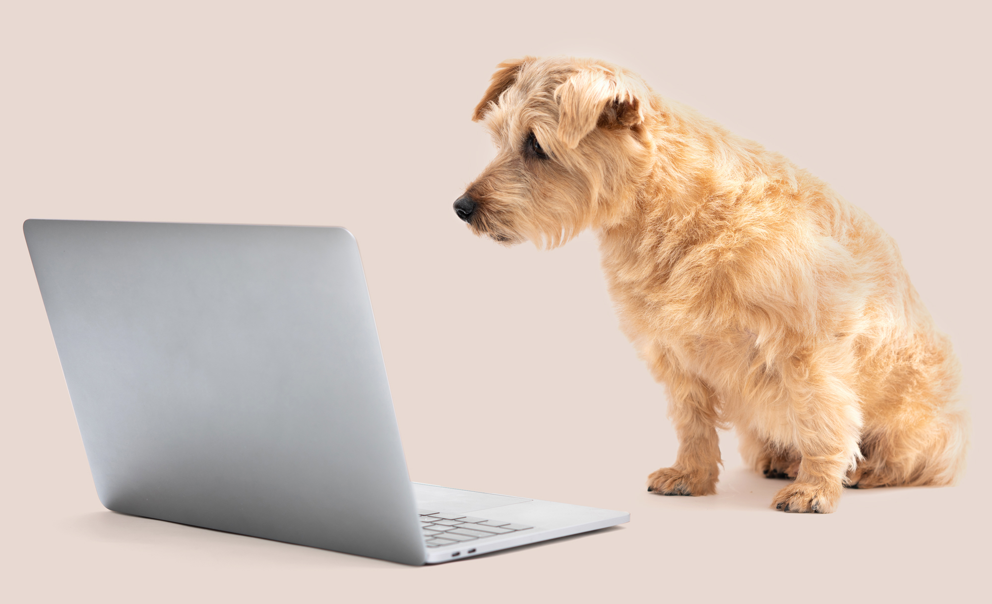 dog looking at a laptop