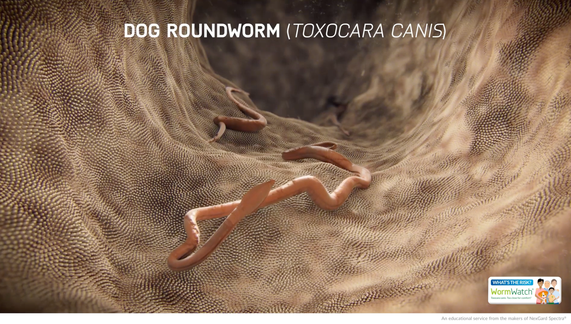 Roundworm lifecycle