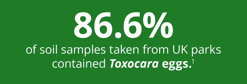 86.6% of soil samples taken from UK parks contained Toxocara eggs. Citation 1.