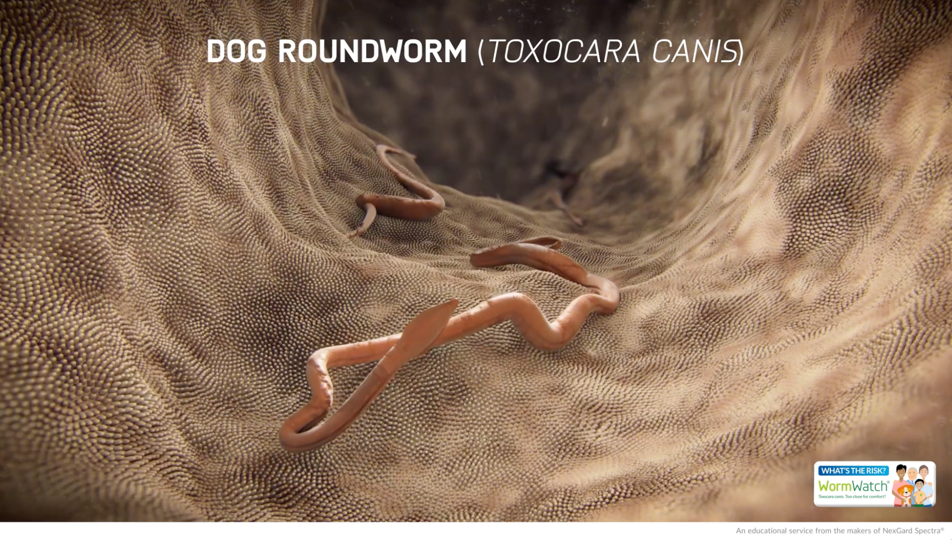 Lifecycle of roundworms